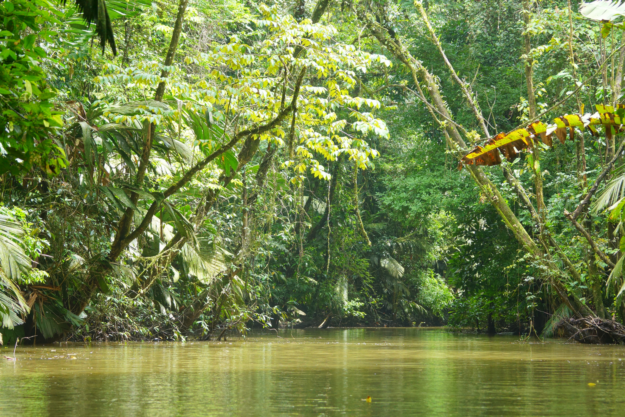 tortuguero (4).webp